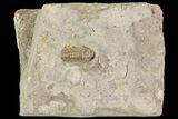 Mississippian Trilobite (Ameropiltonia) - Missouri #77997-1